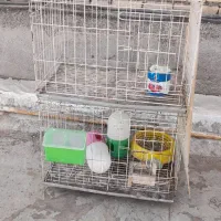 قفس جوجه گیری