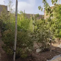 مغازه و باغ در منظر|فروش مغازه و غرفه|تربتحیدریه, منظر|دیوار