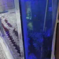 آکواریوم|ماهی|بیرجند, |دیوار