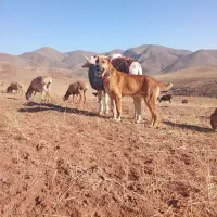 سگ‌گلگی|سگ|تربت جام, جامرود|دیوار