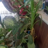 فروش گل|گل و گیاه طبیعی|بومهن, |دیوار