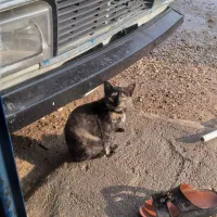 گربه|گربه|کارون, |دیوار