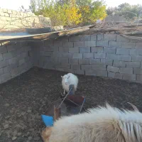 بز .کره .دم قسط چکی|حیوانات مزرعه|کرمان, |دیوار