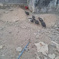 فروش مرغ شاخدار