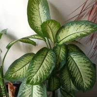 گل دیفن بافیا ۳تا