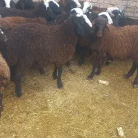 فروش ۳۰راس بره نر اصیل شال صاف و درشت|حیوانات مزرعه|دشتابی, |دیوار