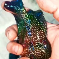 گرین اسکات 145000