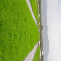 برنج علی کاضمی به شرط