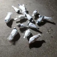 کبوتر|پرنده|سقز, |دیوار