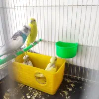 باسلام و خسته نباشید یک جفت مرغ عشق کار