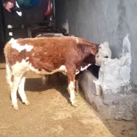 گوساله سیمیتال کله سفید