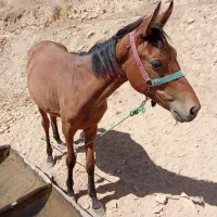 اسب ترکمن|اسب و تجهیزات اسب‌سواری|سنندج, |دیوار