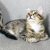 واگذاری گربه