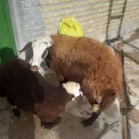 دو عدد بره نر وماده