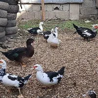 اردک اسرائیلی نر و ماده|حیوانات مزرعه|آستانه اشرفیه, |دیوار