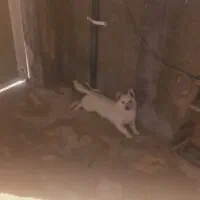 سگ پاکوتاه جذاب همه چیز تمام