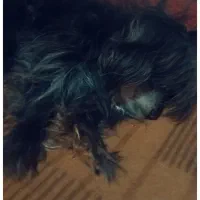 دو عدد سگ تریر  عروسکی