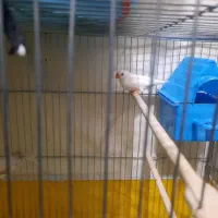 فنچ جوان مولد|پرنده|شاهرود, |دیوار