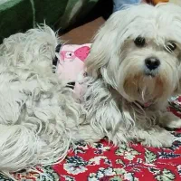 سگ شیتزو تریر «نر»