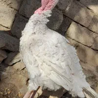 بوقلمون بیوتی (سفید)|حیوانات مزرعه|بانه, |دیوار