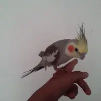 عروس هلندی سخنگو