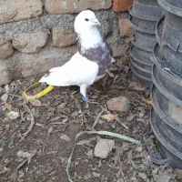 کبوتر طوقی وشهرستانی