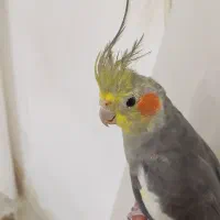 عروس هلندی باهوش