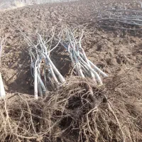 نهال تظمینی گردو|خدمات باغبانی و درختکاری|مشهد, انقلاب|دیوار