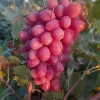 انگور درجه یک