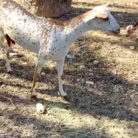 صلال اصل|حیوانات مزرعه|شهر بابک, |دیوار