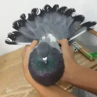 کفتر نر|پرنده|برخوار, |دیوار