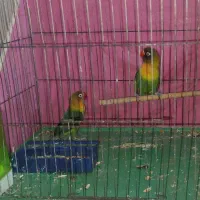 طوطی برزیلی