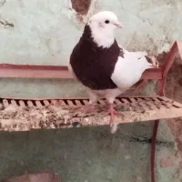 دوتاطوقی|پرنده|جوین, |دیوار