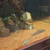 ماهی اکواریوم لوچ پاکستانی لوچ کماندو