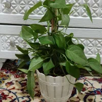 گل و گیاه طبیعی پتوس سرحال و شاداب