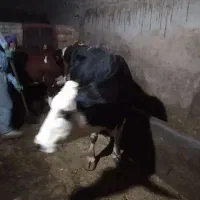 گاو|حیوانات مزرعه|دهگلان, |دیوار