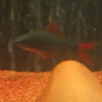 ماهی شارک|ماهی|کرج, برغان|دیوار