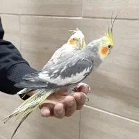 عروس نر یک و دو ساله|پرنده|تهران, شهرک شریعتی|دیوار