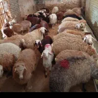گوسفند پرواری تعاونی و تنظیم بازار و خونی|حیوانات مزرعه|مشهد, کشاورز|دیوار
