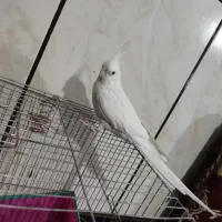 چن عدد عروس هلندی تک نر و ماده بالغ