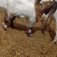 بز چنبیش|حیوانات مزرعه|کارون, |دیوار