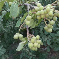 ارائه نهال گردو خوشه ای پربار مقاوم به سرما|خدمات باغبانی و درختکاری|قره ضیاالدین, |دیوار