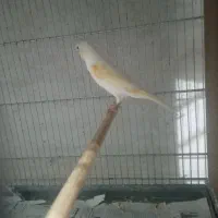 قناری ماده آماده آماده کوضه کوضه|پرنده|شیروان (خراسان), |دیوار