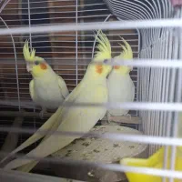 عروس هلندی لوتینو زعفرانی