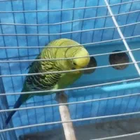 مرغ عشق هلندی بلند حلق پا|پرنده|شیراز, ماه فیروزان|دیوار