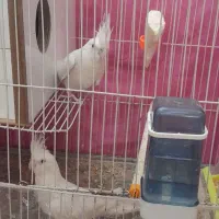 عروس هلندی|پرنده|قوچان, |دیوار