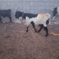 تعداد 20راس بز کهر ه دار داشتی|حیوانات مزرعه|بندر گناوه, |دیوار