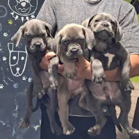 سگهای گارد کنکورسو ماستیف ، روتفایلر،ژرمن، دوبرمن