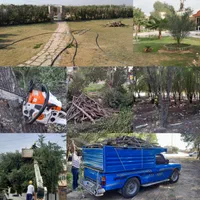 برشکاری چوب و هرس کاری باغبانی خرید چوب تناچ بالا|خدمات باغبانی و درختکاری|اهواز, گلستان|دیوار
