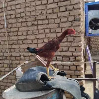 جوجه مرغ و خروس لاری ۶ماه|حیوانات مزرعه|تربت جام, میان جام|دیوار